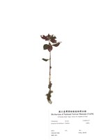 藏品(長壽花)的圖片
